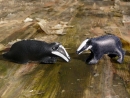 badgers