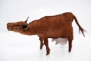 brown-cow