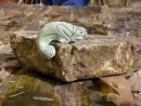 chameleon