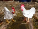 chickens