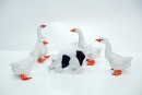 geese-pig