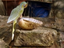 parrot