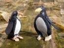 penguins