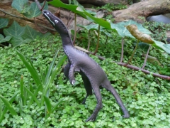 coelophysis