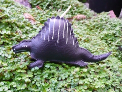dimetrodon