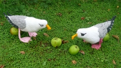 Seagull