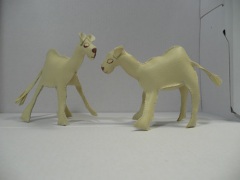 Camels